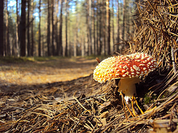 Nature, Needle, Fly Agaric, Blotches, Inclusions HD wallpaper