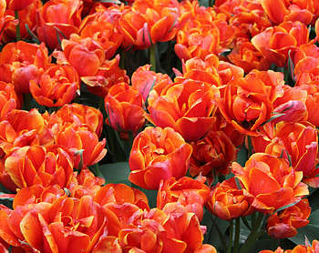 Flowers, Tulips, Bright, Buds HD wallpaper