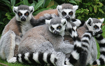 Lemur , Artistic lemur, Unique design, Distinctive background HD wallpaper