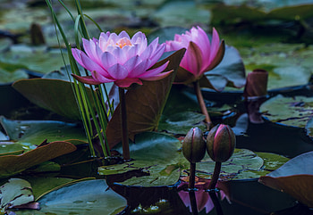 Water Lily, Flowers, Pond, Lily, Petals HD wallpaper