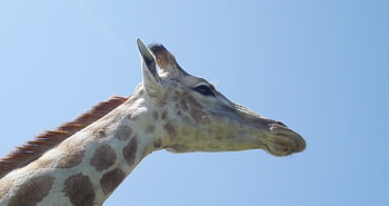 Giraffe posing, mammal, giraffe, african wildlife, giraffa camelopardalis HD wallpaper