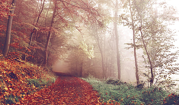 Nature, Autumn, Forest, Fog, Path HD wallpaper