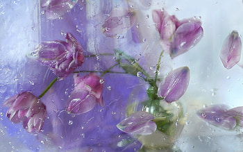 Plants, Flowers, Background HD wallpaper