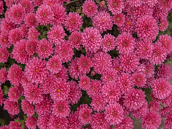 Plants, Flowers HD wallpaper