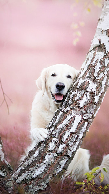 Akbash Dog, Animal labrador, Mobile HD phone wallpaper