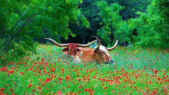 Texas Longhorns in the Texas Hill Country, trees, nature, flowers, blossoms HD wallpaper