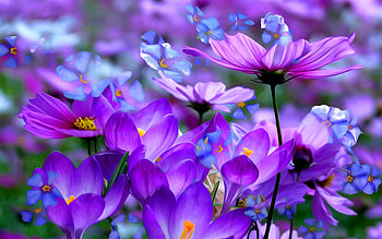 Crocusies, winter, purple, snow, flowers, spring HD wallpaper