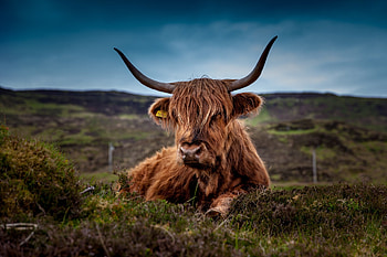 Brown long coat cow, Grassy field, stock , Animals HD wallpaper