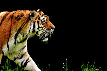 Tiger Predator, tiger, animals, predator HD wallpaper