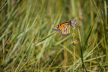 Animals, Grass, Macro, Pattern, Butterfly, Wings HD wallpaper