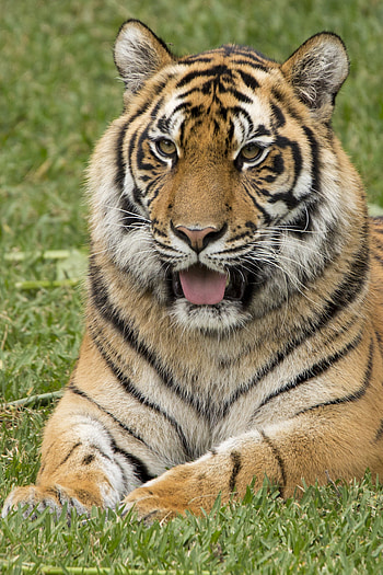 Funny, Animals, Predator, Tiger, Protruding Tongue, Tongue Stuck Out HD phone wallpaper