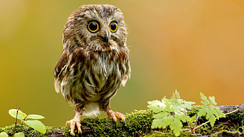 Animals, Owl, Bird, Branch, Breed, Owlet HD wallpaper