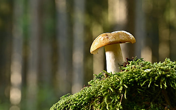 Mushroom, forest, macro, moss HD wallpaper