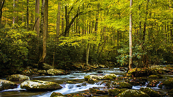 Elkmont Stream, Great Smoky Mountains, Tennessee, trees, forest, stones, usa, rocks HD wallpaper