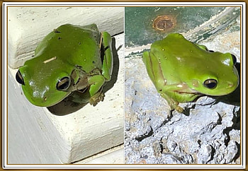 FROG COLLAGE, FROG, NATURE, COLLAGE HD wallpaper