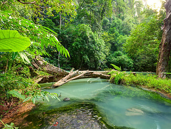 Tropical landscape, Blue river, Fallen wood, Rain forest wonder HD wallpaper