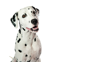Dalmatian, animal, dog, spot, white, black, cute, caine HD wallpaper