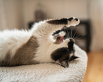Funny, Animals, Cat, Pet, Protruding Tongue, Tongue Stuck Out, Yawn, To Yawn HD wallpaper