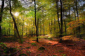 Landscape, Nature, Forest, Foliage, Lights Of A Sun, Rays Of The Sun HD wallpaper