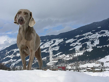 It is Very Cold Here, icy winds, animals, cold, dogs, weimaraner HD wallpaper