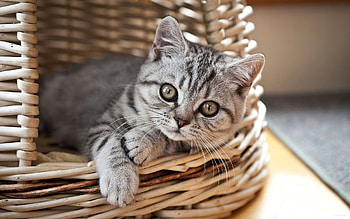 Animals, Cats HD wallpaper