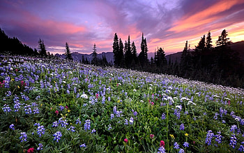 Landscape, Nature, Flowers HD wallpaper