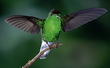 Animals, Birds HD wallpaper