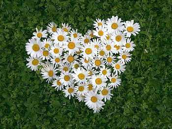 Flower Heart ( For Heike- Love4MJ4ever ), heart, green, daisies, flower HD wallpaper
