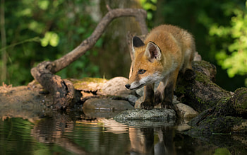 Fox, animal, nature, water HD wallpaper