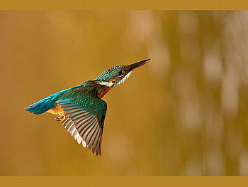 Kingfisher Bird, beautiful, kingfisher, bird HD wallpaper