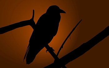 Dark, Silhouette, Bird, Shadow, Raven HD wallpaper