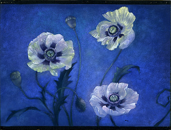 WHITE POPPIES, blue, white, poopies, dark HD wallpaper