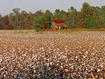 North Carolina Cotton Field, North Carolina, north carolina landscape, scenic north carolina, Cotton Field HD wallpaper