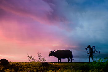 A stunning silhouette of a farmer leading a buffalo during a vibrant sunset. HD wallpaper