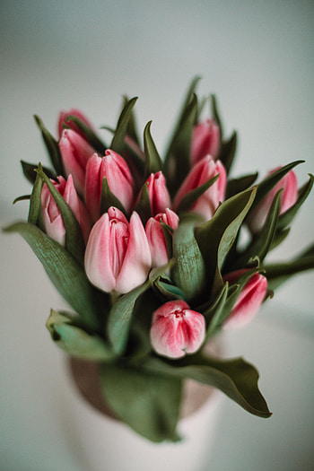 Flowers, Leaves, Pink, Tulips HD phone wallpaper
