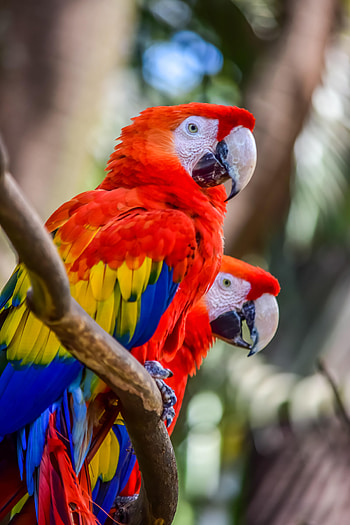 Animals, Birds, Parrots, Multicolored, Motley, Wildlife, Macaw HD phone wallpaper