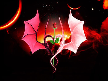 In love, rose, black, red, dragon, heart HD wallpaper