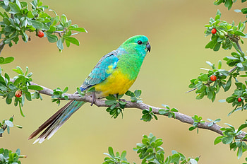 Grass parrot, Parrots HD wallpaper