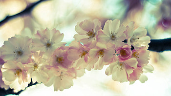 Flowers, Macro, Bloom, Flowering, Spring HD wallpaper