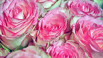 Pink Roses, pink, bouquet, flowers, roses HD wallpaper
