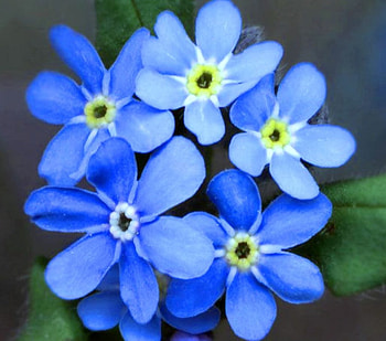 Forget me nots, blue, nature, , flower HD wallpaper