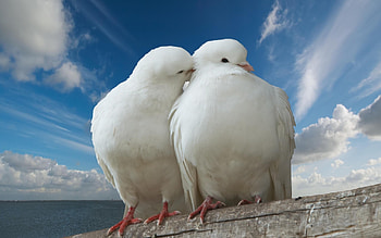 Gorgeous pigeon, Feathered wonder, Beautiful , Nature's artwork HD wallpaper