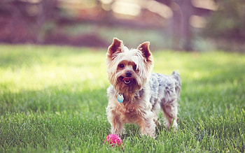 Yorkshire Terrier, Dogs, Lawn grass, Yorkie HD wallpaper