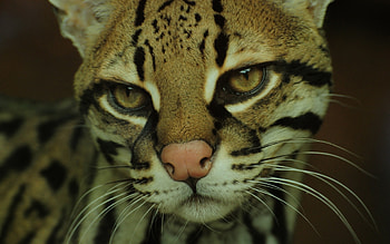 Ocelot , Graceful wildcat, Striking poses, Mysterious aura HD wallpaper