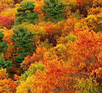 Autumn is Here, trees, autumn, colorful, nature HD wallpaper