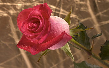 Flower, Macro, Rose Flower, Rose, Bud, Branch, Stem, Stalk HD wallpaper