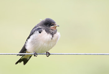 Barn swallow, Swallow HD wallpaper