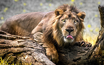 lion, Africa, driftwood, wildlife, R, savannah, predators, Panthera leo HD wallpaper