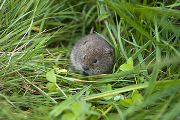 Lemming, Nature's lesson, Lemming behavior, Marvel of adaptation HD wallpaper
