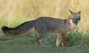 Gray Fox, Rough Country's fox hunting, Hunting adventure, Tracking elusive gray fox HD wallpaper